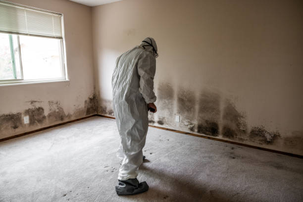 Best Black Mold Removal  in Cleveland, NC